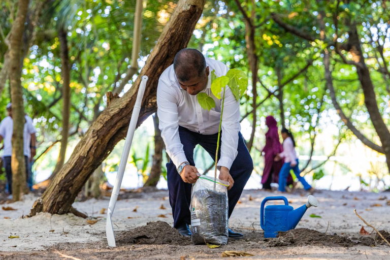 އުތީމު ކަނދުވަލު މިސްކިތް ސަރަހައްދުގައި 300 ކަނދުގަސް އިންދައިިފި