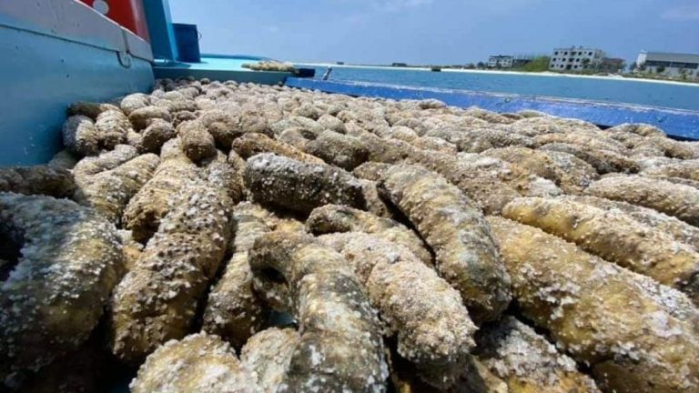 2 މިލިއަން ރުފިޔާގެ ހުއިފިލަނޑާ ވަގަށް ނެގި މައްސަލާގައި ފުލުހަކު ސަސްޕެންޑުކޮށްފި ލަނޑާތަކެއް