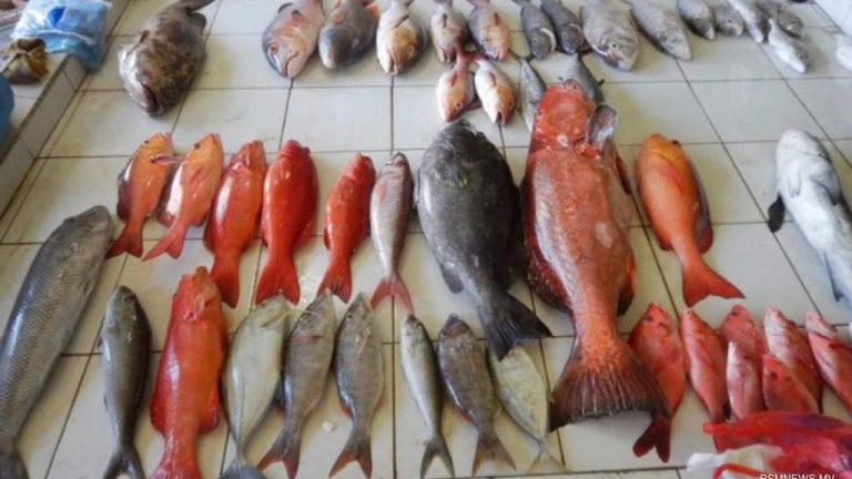 މުޅި ރާއްޖޭގައި ފަރުމަސްވެރިކަމުގެ މުބާރާތެއް ބާއްވަނީ ފަރު މަސް